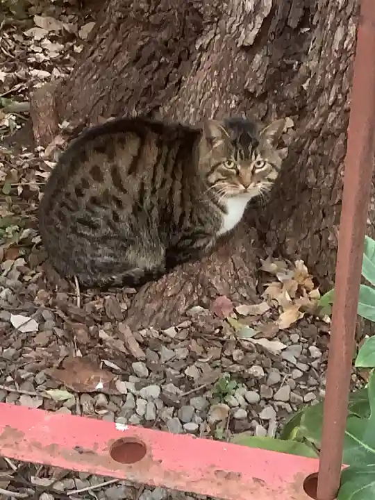 水野社(愛知県)