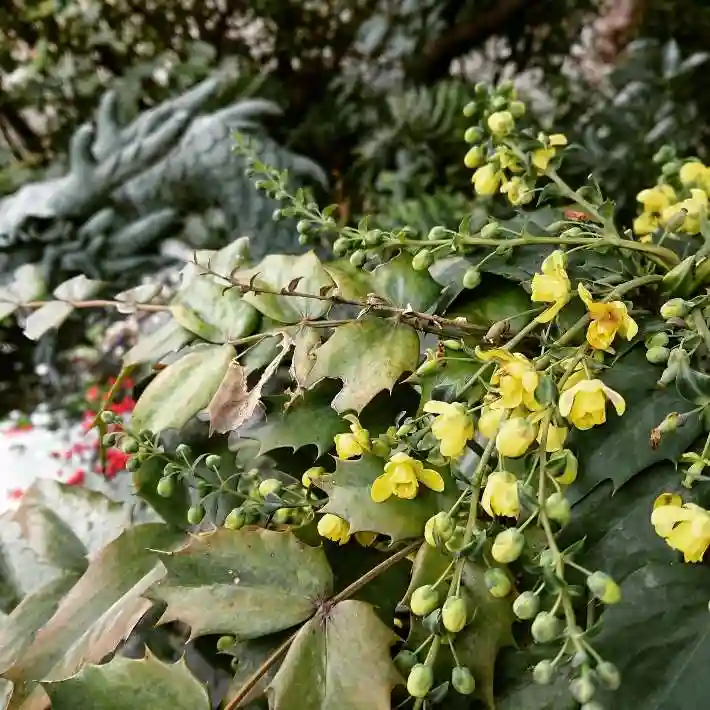 三輪神社の自然