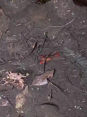 谷保天満宮(東京都)