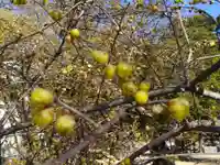 阿邪訶根神社の自然