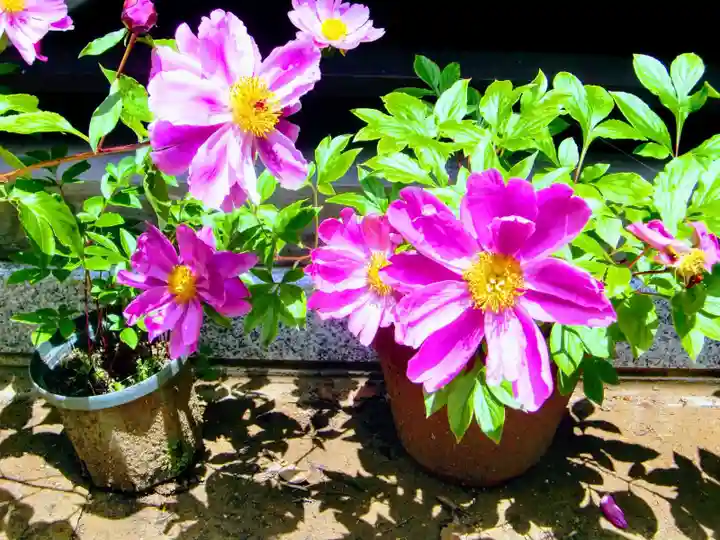 麻賀多神社の自然