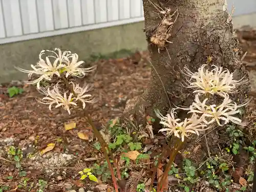 押切八幡神社の自然
