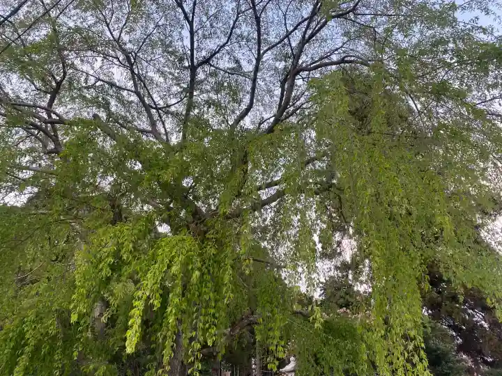 台渡里八幡神社の{uncategorized: "未分類", other: "その他", undefined: "問題あり", building: "その他建物", grave: "お墓", sacred_gate: "鳥居", guardian: "狛犬", statue: "像", buddha: "仏像", history: "歴史", nature: "自然", garden: "庭園", animal: "動物", pagoda: "塔", temizu: "手水舎", mountain_gate: "山門・神門", sanctuary: "本殿・本堂", subordinate: "末社・摂社", art: "芸術", scenery: "景色", jizo: "地蔵", ema: "絵馬", goshuin: "御朱印", omikuji: "おみくじ", items: "授与品その他", amulet: "お守り", goshuincho: "御朱印帳", eats: "食事", festival: "お祭り", votive_dance: "神楽", shichigosan: "七五三参", wedding: "結婚式", experience: "体験その他", initially: "初詣", around: "周辺", anti_infection: "感染症対策"}