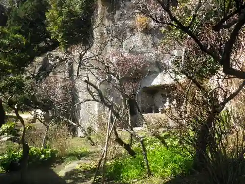 浄光明寺の自然