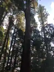 高千穂神社の自然