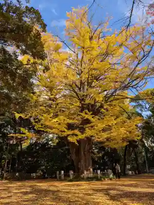 赤坂氷川神社(東京都)