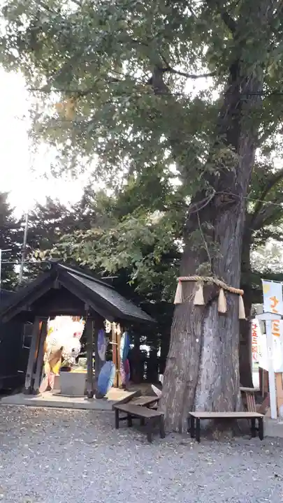 札幌諏訪神社の自然