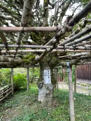 宝厳寺(滋賀県)