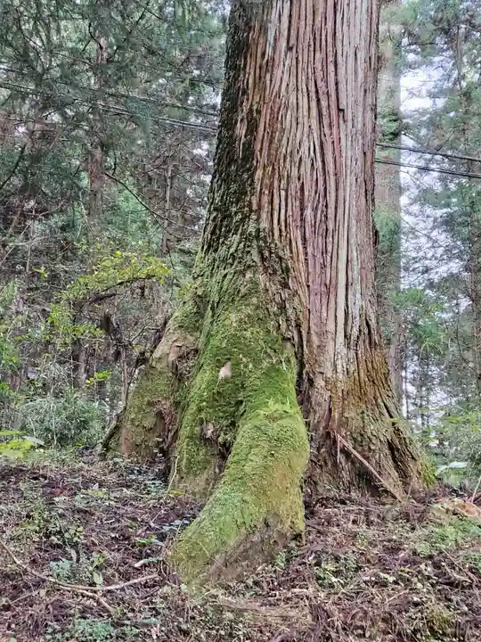 日光二荒山神社の自然