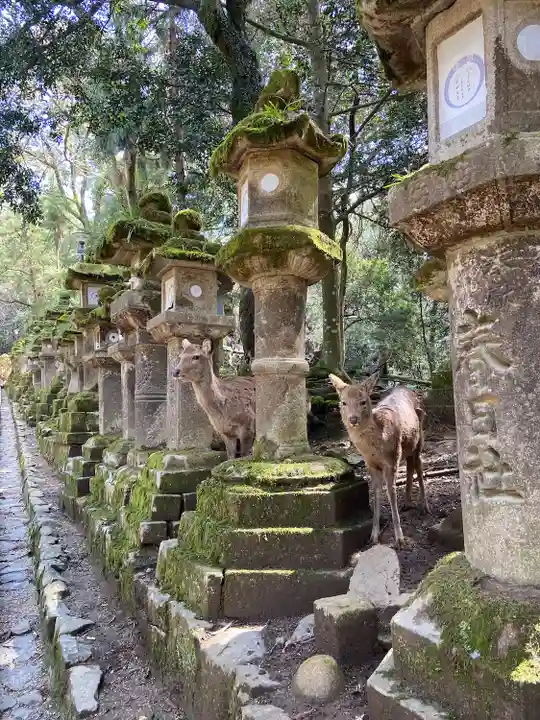 春日大社(奈良県)