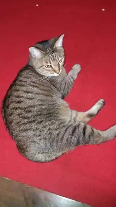 大王寺(石川県)