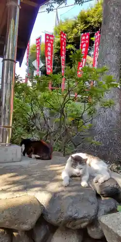 向陵稲荷神社の動物