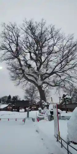 北海道護國神社の自然