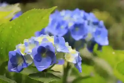 一條殿 新善光寺(京都府)