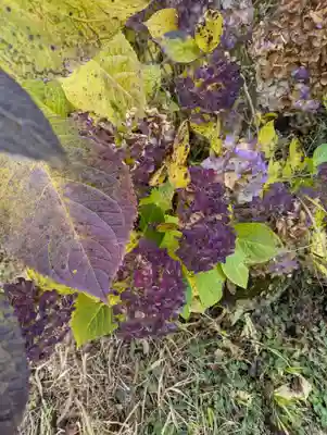 淺間神社（忍野八海）(山梨県)