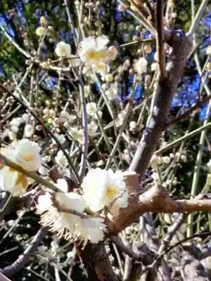 國領神社(東京都)