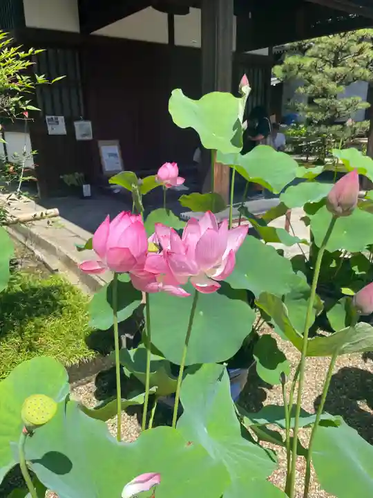 法金剛院(京都府)