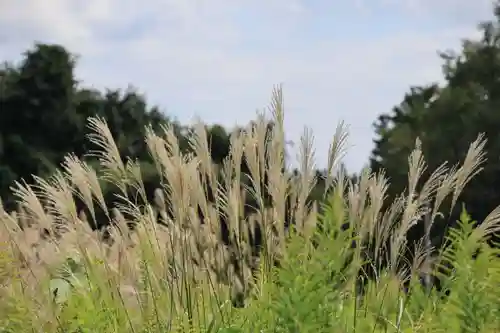 庄野菅原神社の自然