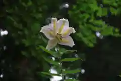 鹿島大神宮の自然