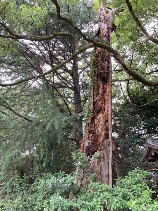 曾屋神社(神奈川県)