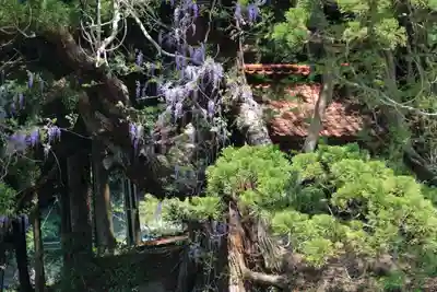 熊野大権現堂の自然