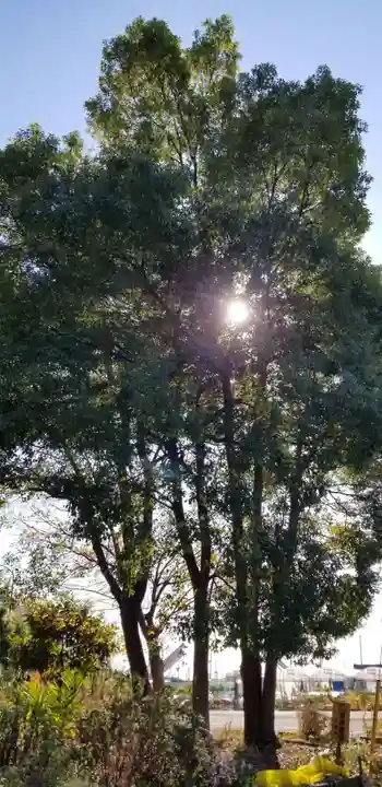 長沼白山神社の自然