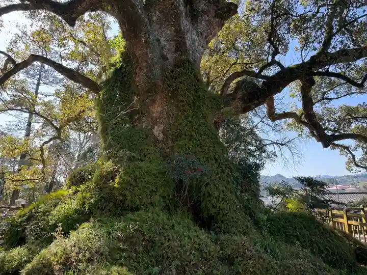 蒲生八幡神社の{uncategorized: "未分類", other: "その他", undefined: "問題あり", building: "その他建物", grave: "お墓", sacred_gate: "鳥居", guardian: "狛犬", statue: "像", buddha: "仏像", history: "歴史", nature: "自然", garden: "庭園", animal: "動物", pagoda: "塔", temizu: "手水舎", mountain_gate: "山門・神門", sanctuary: "本殿・本堂", subordinate: "末社・摂社", art: "芸術", scenery: "景色", jizo: "地蔵", ema: "絵馬", goshuin: "御朱印", omikuji: "おみくじ", items: "授与品その他", amulet: "お守り", goshuincho: "御朱印帳", eats: "食事", festival: "お祭り", votive_dance: "神楽", shichigosan: "七五三参", wedding: "結婚式", experience: "体験その他", initially: "初詣", around: "周辺", anti_infection: "感染症対策"}
