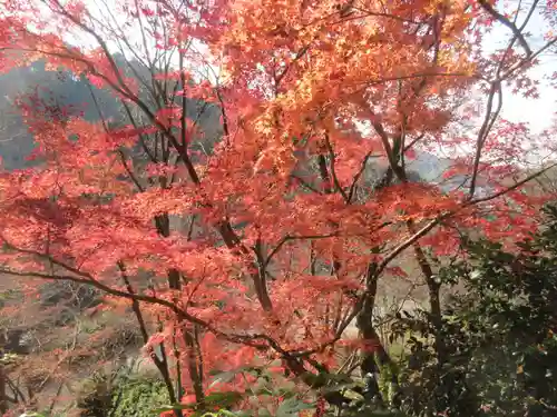 三室戸寺(京都府)