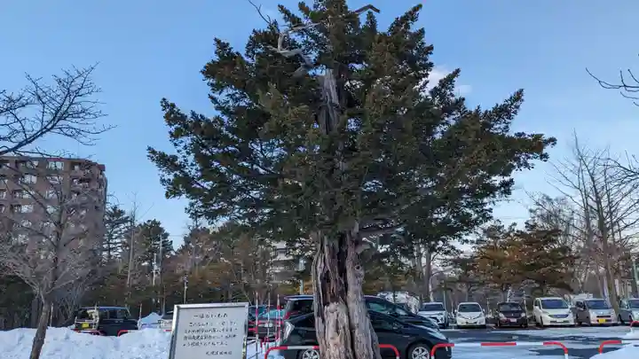 札幌護國神社の自然