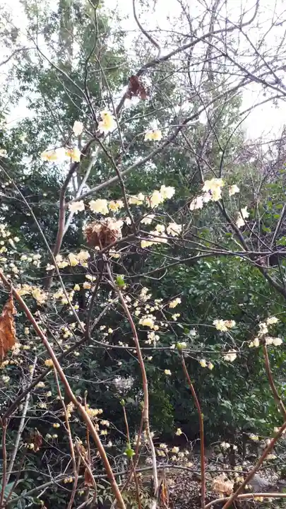 平野神社の自然