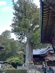 北口本宮冨士浅間神社(山梨県)