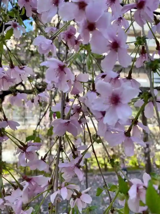 頂法寺(六角堂)(京都府)
