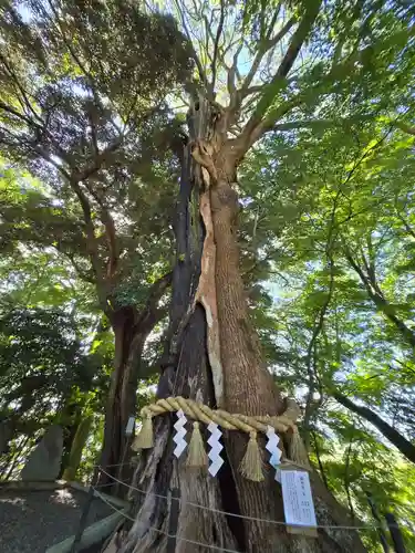 常陸國總社宮(茨城県)