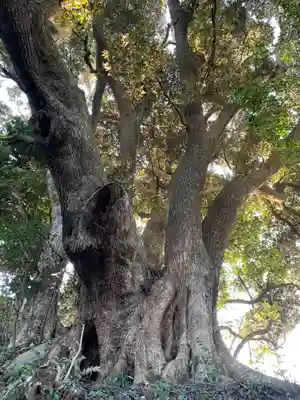 浅間神社の自然
