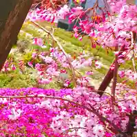 寿量山 速成寺の自然