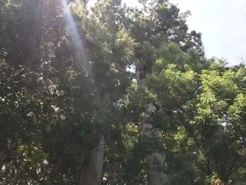 下立松原神社の自然