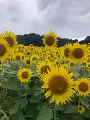 糀谷八幡宮(埼玉県)