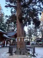 穂高神社本宮の自然