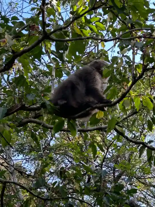 穂高神社奥宮(長野県)