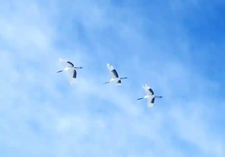 鶴居神社の動物