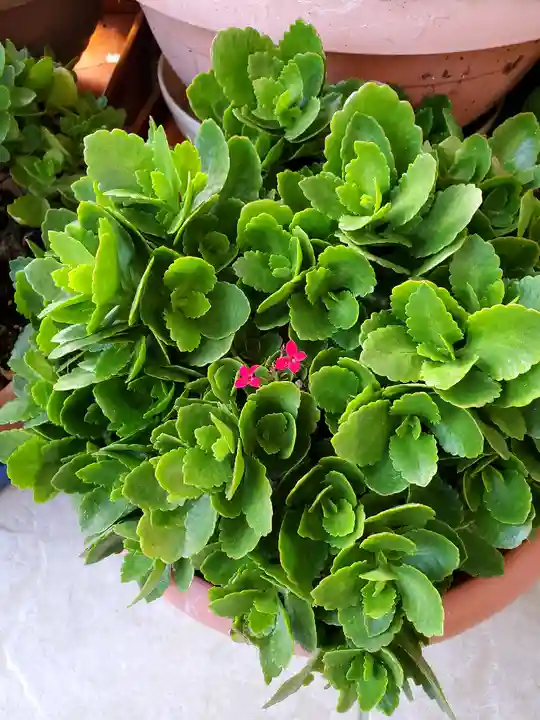 豊景神社の授与品その他