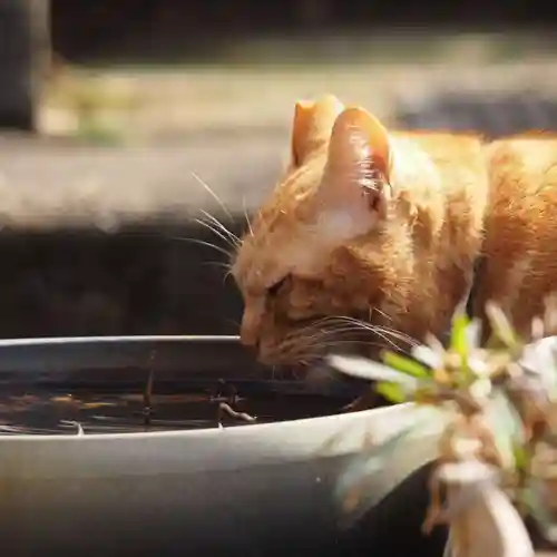 天王山 安楽寺(福井県)