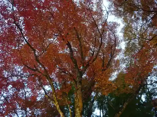 大山阿夫利神社の自然