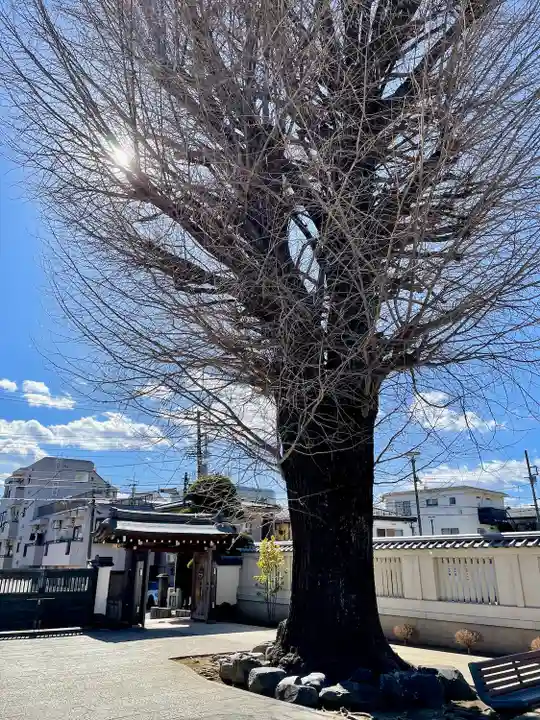 東光寺(東京都)