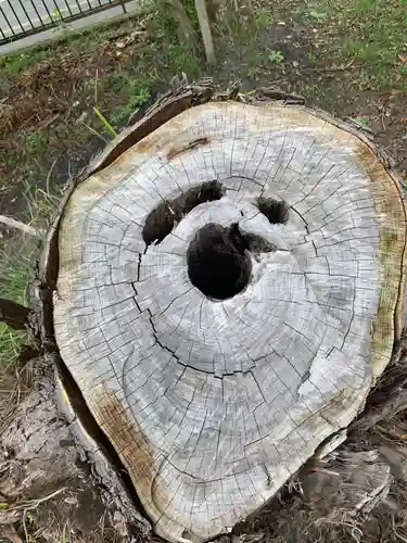 諏訪神社の自然