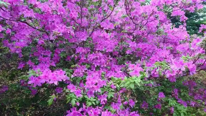 宝登山神社奥宮の自然