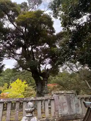 花山院菩提寺の自然