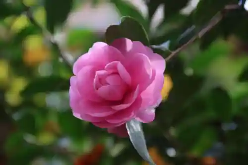 愛宕神社の庭園