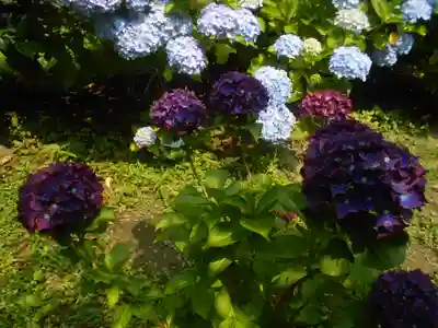 理智光寺跡（理智光寺址）＜史跡＞の自然