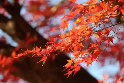 八幡神社の自然